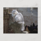 Gray-White Angora Cat Briefkaart (Voorkant)