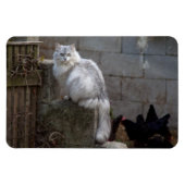 Gray-White Angora Cat Magneet (Horizontaal)