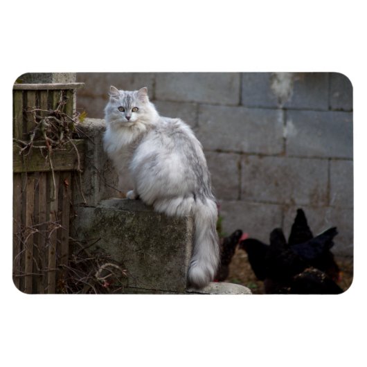 Gray-White Angora Cat Magneet (Horizontaal)