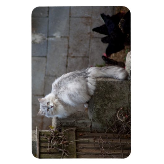 Gray-White Angora Cat Magneet (Verticaal)