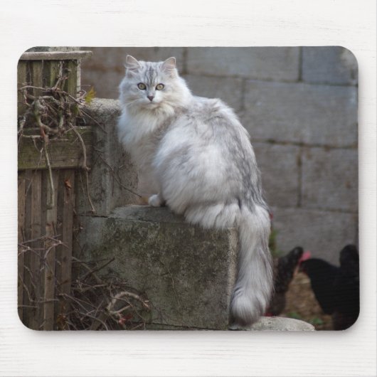 Gray-White Angora Cat Muismat (Voorkant)