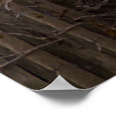 Gray-White Angora Cat Poster (Hoek)