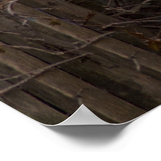 Gray-White Angora Cat Poster (Hoek)