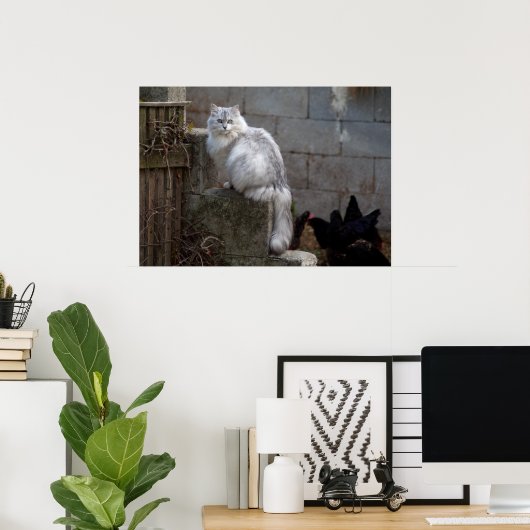 Gray-White Angora Cat Poster (Thuiskantoor)