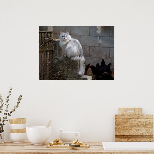 Gray-White Angora Cat Poster (Keuken)