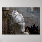 Gray-White Angora Cat Poster (Voorkant)