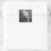 Gray-White Angora Cat Vierkante Sticker (Tas)
