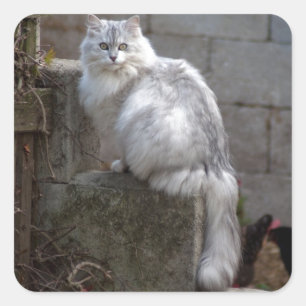 Gray-White Angora Cat Vierkante Sticker