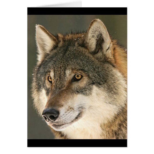 Gray Wolf (Voorkant)