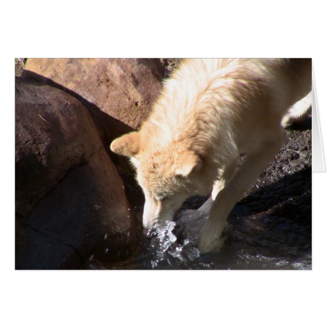 Gray Wolf (Voorkant Horizontaal)