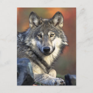 Gray Wolf Art Briefkaart