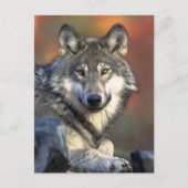 Gray Wolf Art Briefkaart (Voorkant)