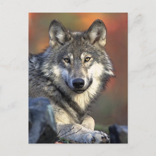 Gray Wolf Art Briefkaart (Voorkant)