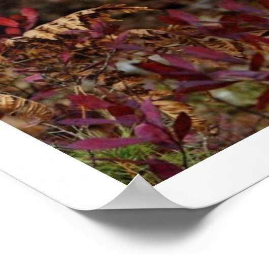 Gray Wolf Art Print Poster (Hoek)