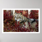 Gray Wolf Art Print Poster (Voorkant)
