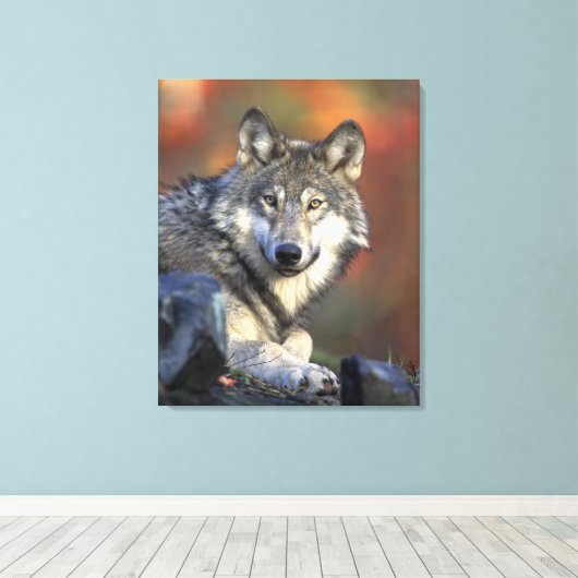 Gray Wolf Autumn Canvas Afdrukken (Insitu (Houten vloer))