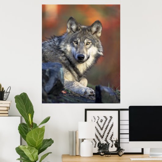 Gray Wolf Autumn Canvas Afdrukken Poster (Thuiskantoor)