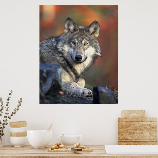 Gray Wolf Autumn Canvas Afdrukken Poster (Keuken)