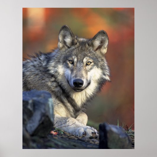 Gray Wolf Autumn Canvas Afdrukken Poster (Voorkant)