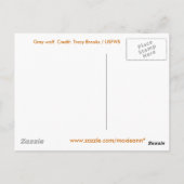 Gray Wolf Briefkaart (Achterkant)