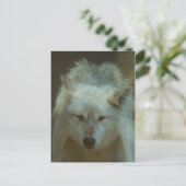 Gray Wolf Briefkaart (Staand voorkant)