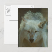 Gray Wolf Briefkaart (Voorkant / Achterkant)