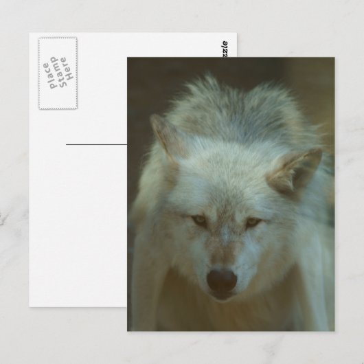 Gray Wolf Briefkaart (Voorkant / Achterkant)