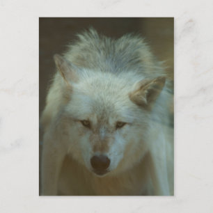Gray Wolf Briefkaart