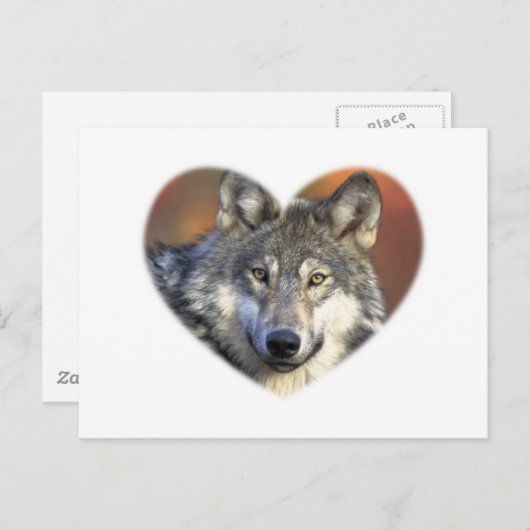 Gray Wolf Briefkaart (Voorkant / Achterkant)