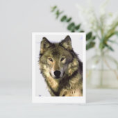 Gray Wolf Briefkaart (Staand voorkant)