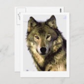 Gray Wolf Briefkaart (Voorkant / Achterkant)