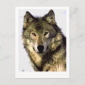 Gray Wolf Briefkaart (Voorkant)