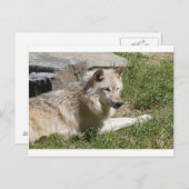 Gray Wolf Briefkaart (Voorkant / Achterkant)