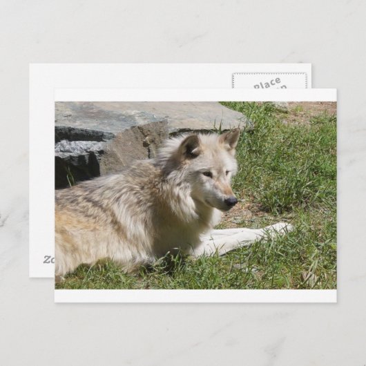 Gray Wolf Briefkaart (Voorkant / Achterkant)