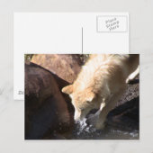 Gray Wolf Briefkaart (Voorkant / Achterkant)