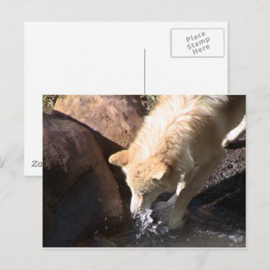 Gray Wolf Briefkaart (Voorkant / Achterkant)