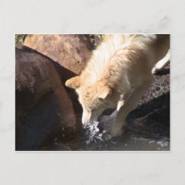 Gray Wolf Briefkaart