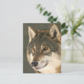Gray Wolf Briefkaart (Staand voorkant)