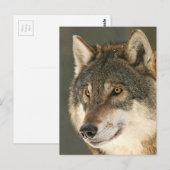 Gray Wolf Briefkaart (Voorkant / Achterkant)