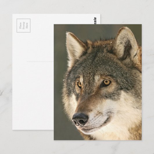Gray Wolf Briefkaart (Voorkant / Achterkant)