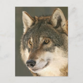 Gray Wolf Briefkaart (Voorkant)