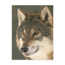 Gray Wolf