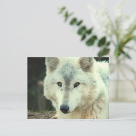 Gray Wolf Briefkaart (Staand voorkant)