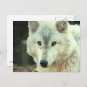 Gray Wolf Briefkaart (Voorkant / Achterkant)