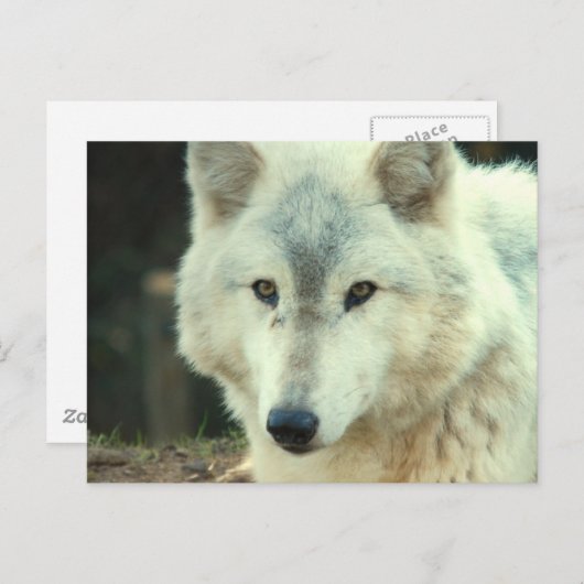 Gray Wolf Briefkaart (Voorkant / Achterkant)