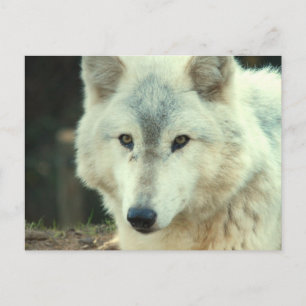 Gray Wolf Briefkaart