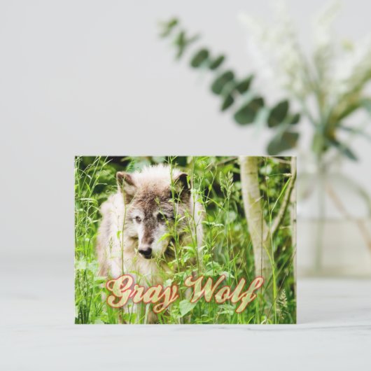 Gray Wolf Briefkaart (Staand voorkant)