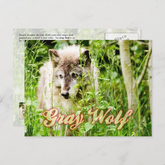 Gray Wolf Briefkaart (Voorkant / Achterkant)