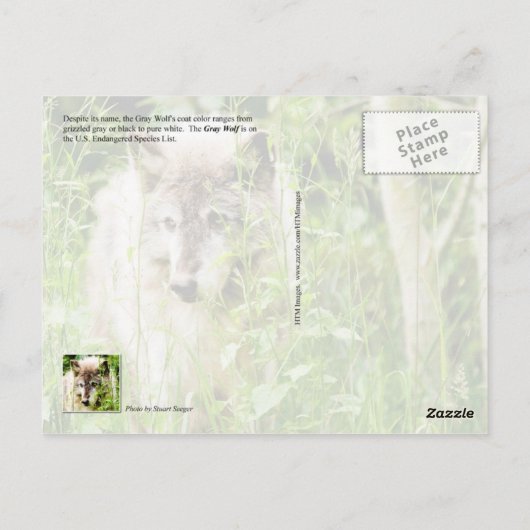 Gray Wolf Briefkaart (Achterkant)