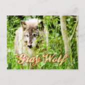 Gray Wolf Briefkaart (Voorkant)